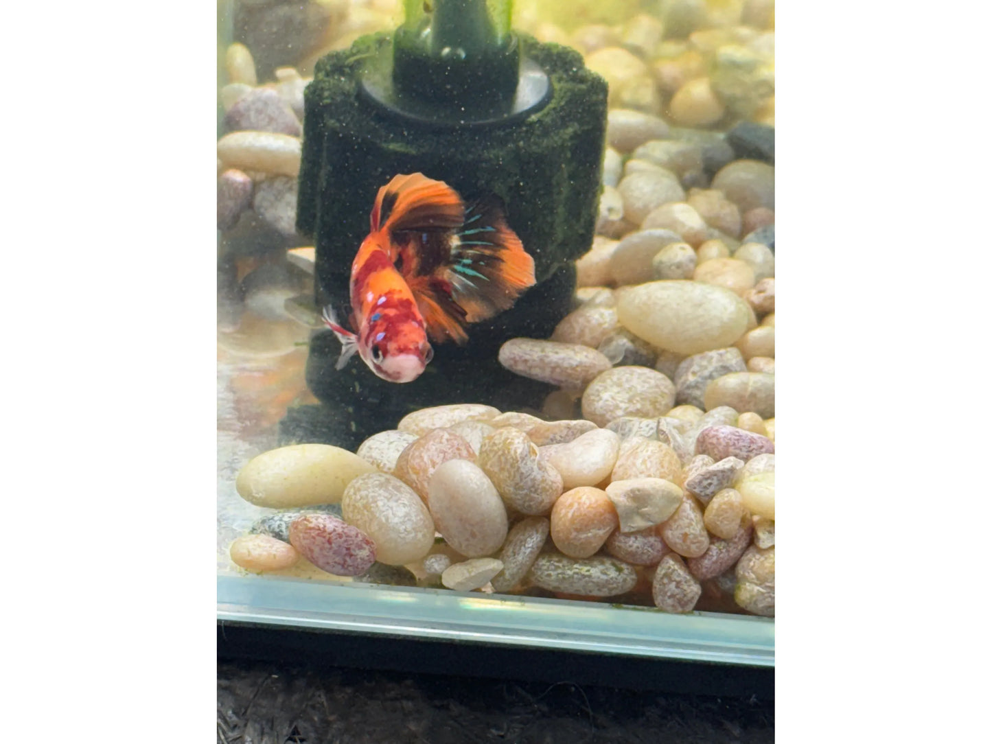 Mixed Color Half Moon Male Betta WYSWYG