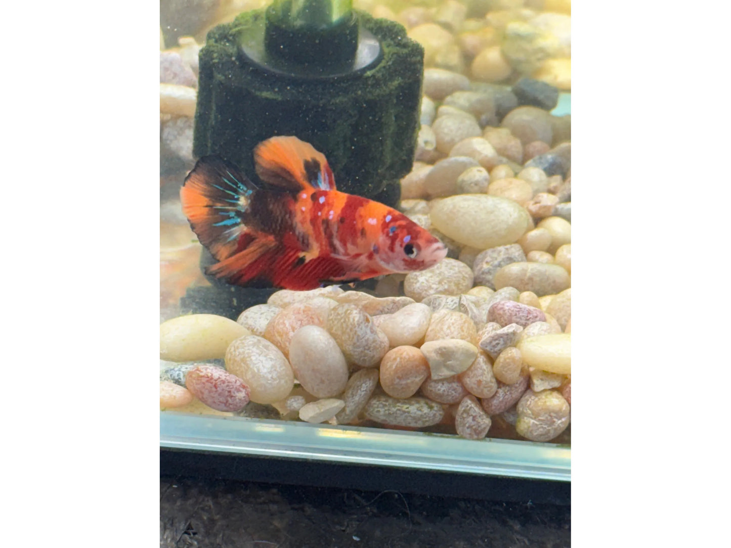 Mixed Color Half Moon Male Betta WYSWYG