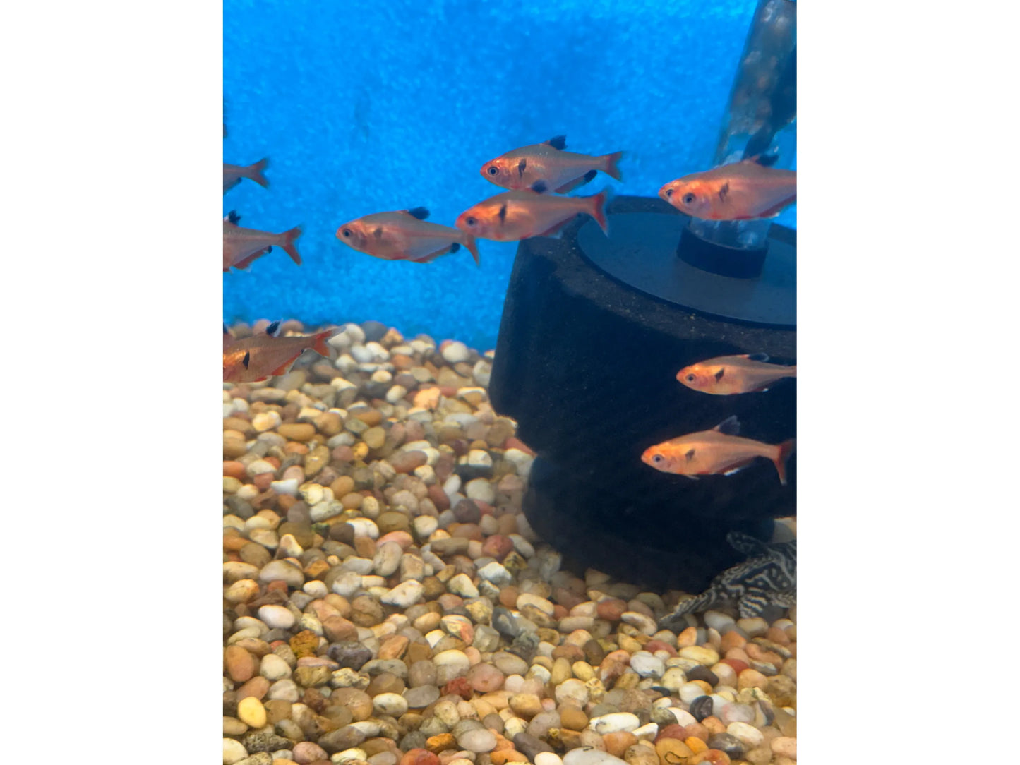 One Golden Serpae Tetra Approx 1 - 1.5” T127