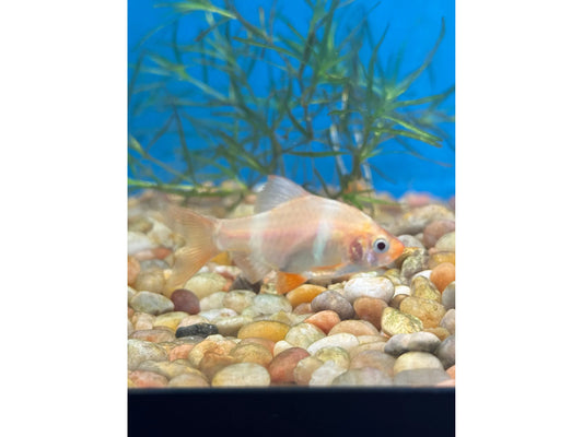 One Albino Tiger Barb Approx 1-1.5"