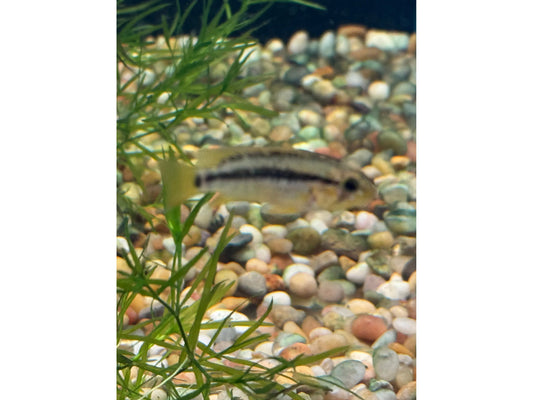One Apistogramma Dwarf Macmasteri Cichlid Approx 1-1.25” Juveniles
