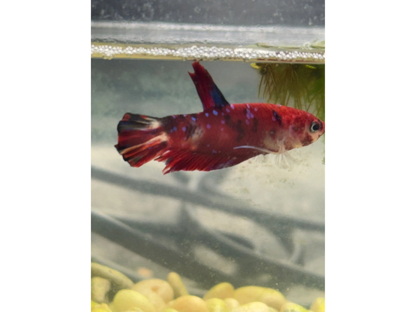 One Plakat Betta Male WYSWYG Approx 2.5"
