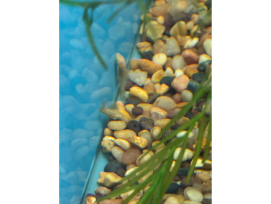 Bushy Nose Albino Gold Pleco Approx 1.5”