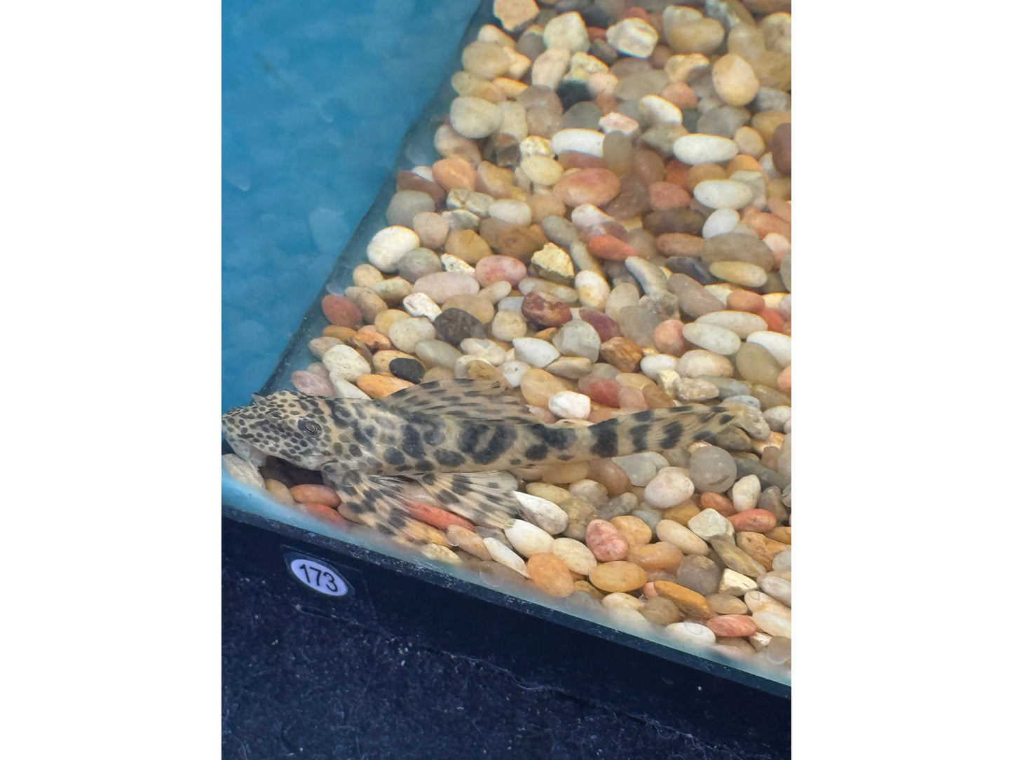 One Worm Line L-121 Pleco Approx 3" (Peckoltia braueri)