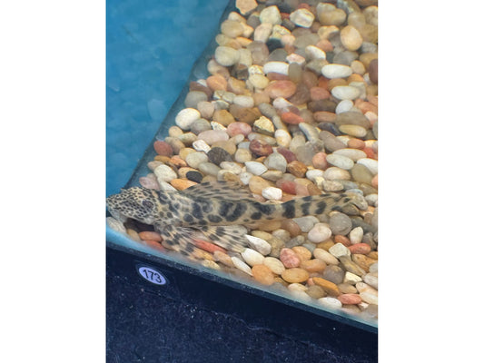 One Worm Line L-121 Pleco Approx 3" (Peckoltia braueri)
