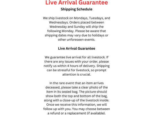 Hybrid  Mantis Shrimp - Saltwater Approx 3-4"