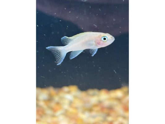 Daffodil Cichlid T256 Approx 1.5"