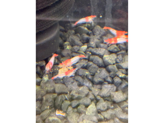 One Red Rili Shrimp Neocardina