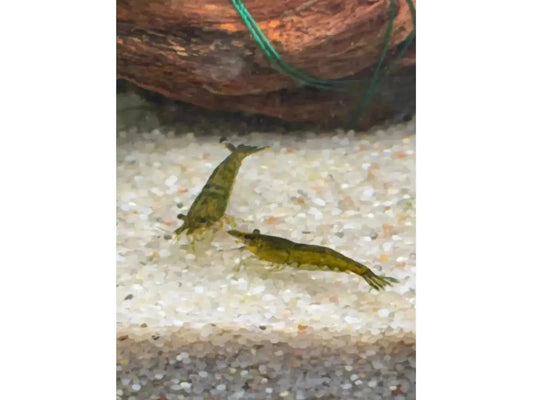 One Green Diamond Shrimp Neocardina