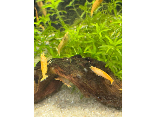 One 24K Yellow Shrimp Neocardina