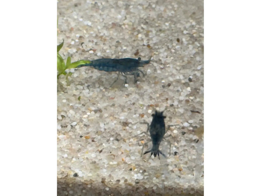 One Blue Dream Shrimp Neocardina