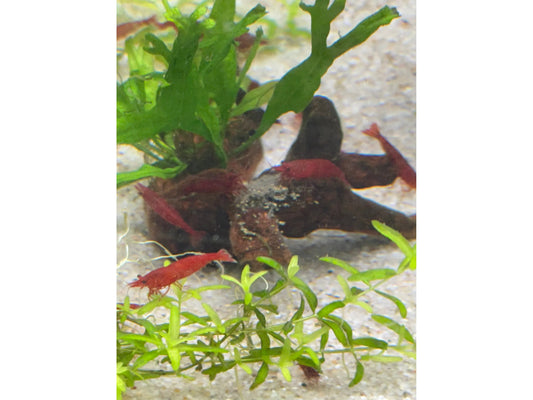 One Bloody Mary Shrimp Neocardina