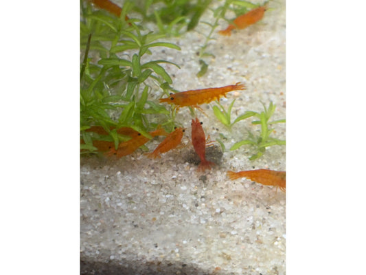 One Orange Shrimp Neocardina