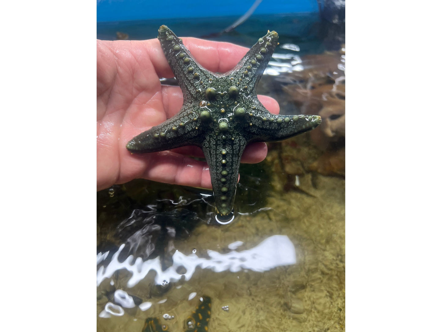 Knobbed Starfish  - Saltwater WYSWYG A55