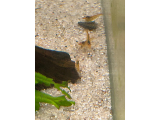 One Tangerine Tiger Neocardina