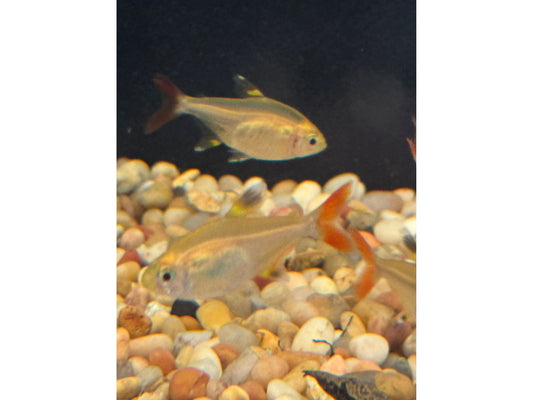 One Pristella Gold Tetra T128 Approx 1.5”