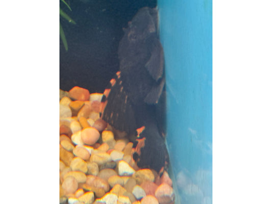 Redfin Pleco L-091 Approx 3” T110