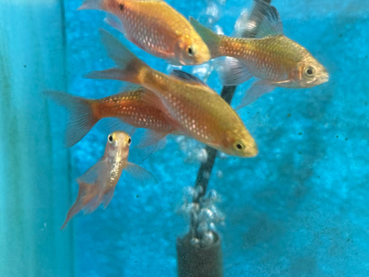 One Male Longfin Rosy Barb Approx 3/4-1" T86