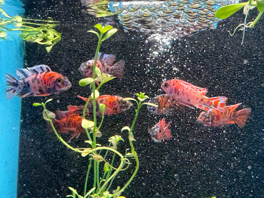One O.B. Peacock Cichlid Approx 2"