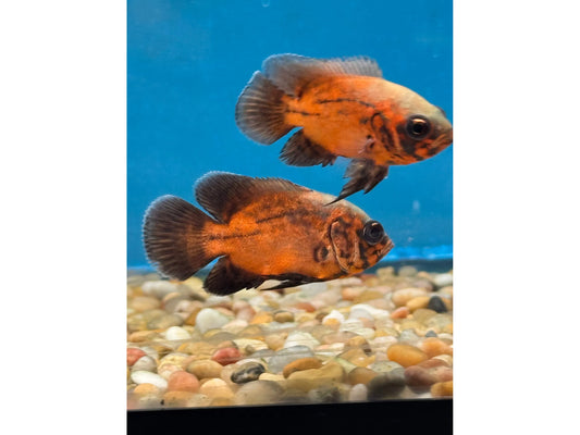 One Red Oscar Approx 2-2.5"