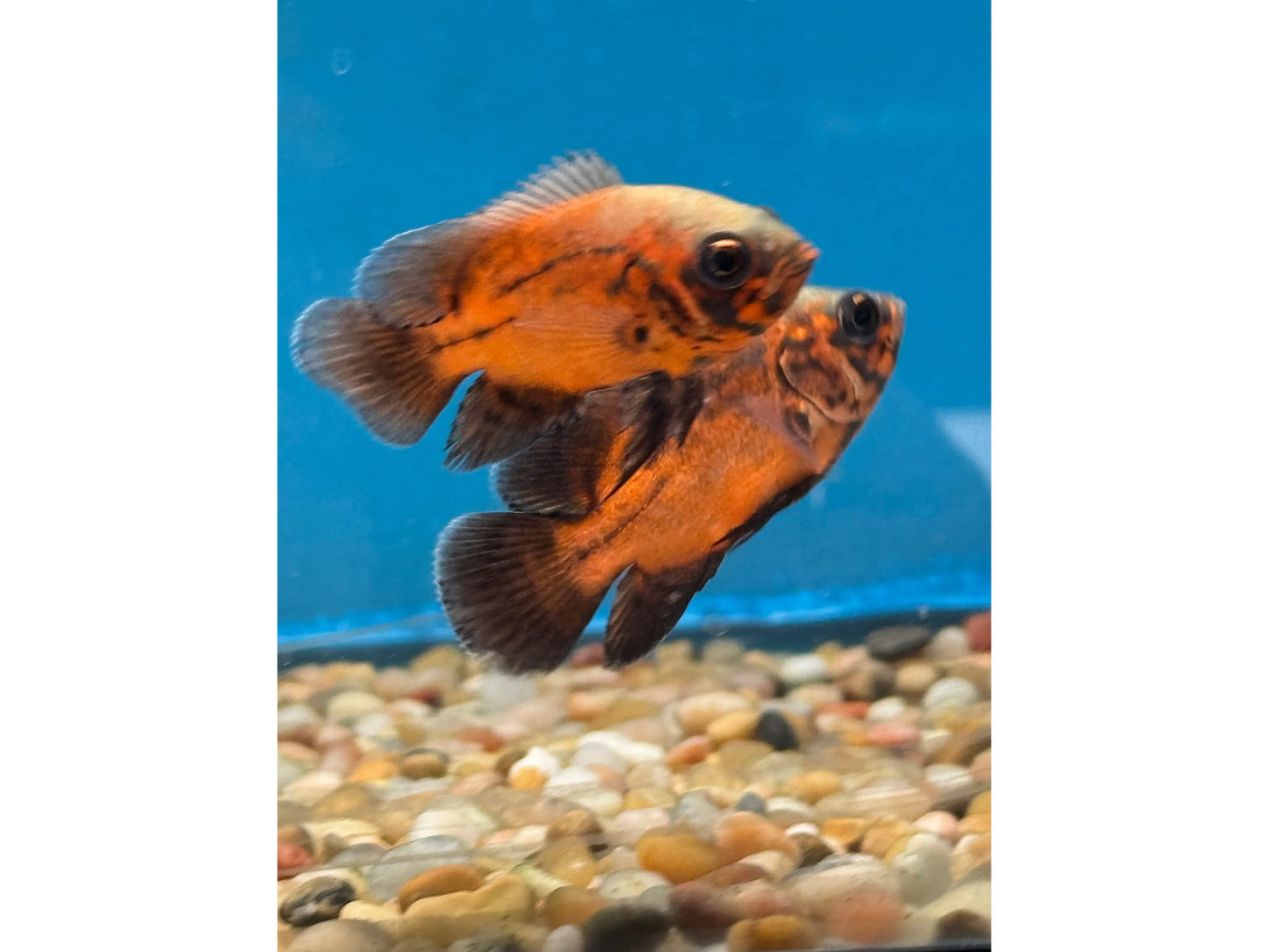 One Red Oscar Approx 2-2.5"