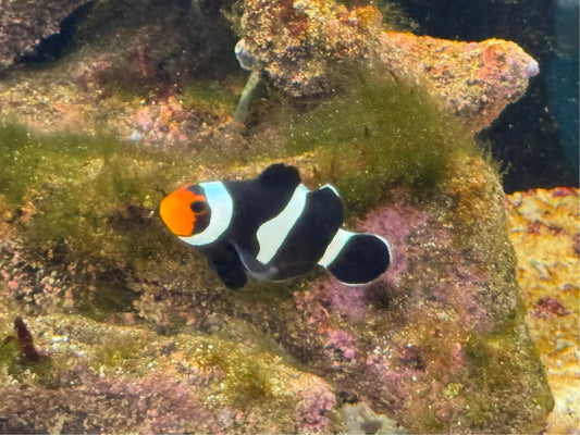 Black Ocellaris CB Clownfish WYSWYG