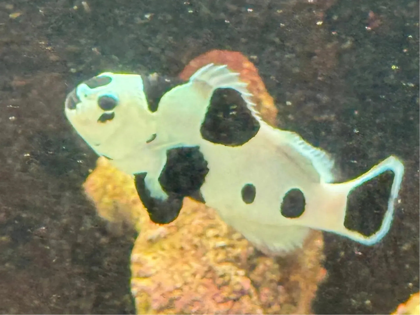 Black Storm Clownfish CB T21 Approx 2" WYSWYG