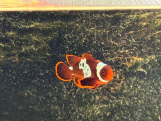 Lightning Maroon Clownfish CB T24 WYSWYG