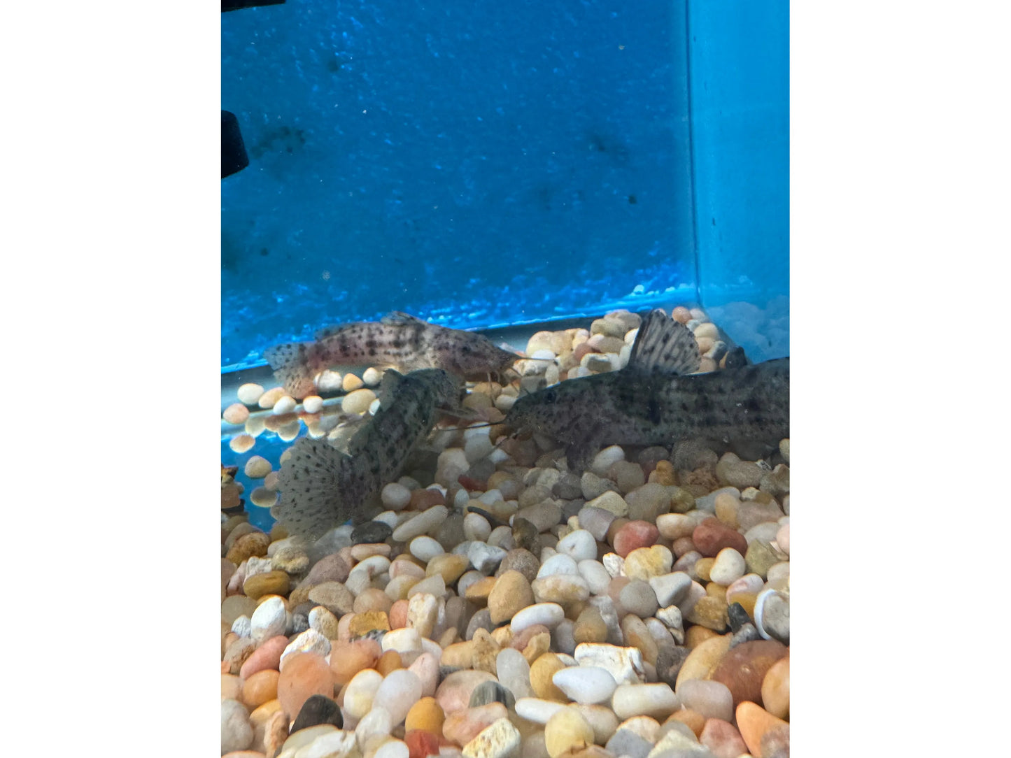 One Dwarf Spotted Giraffe Cat Approx 2.5-3" T216