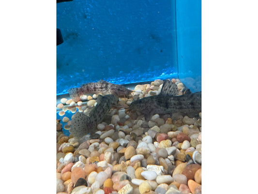One Dwarf Spotted Giraffe Cat Approx 2.5-3" T216
