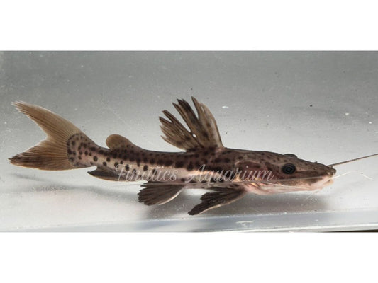 One Hybrid Redtail Catfish Cross with Tiger Shovelnose Catfish