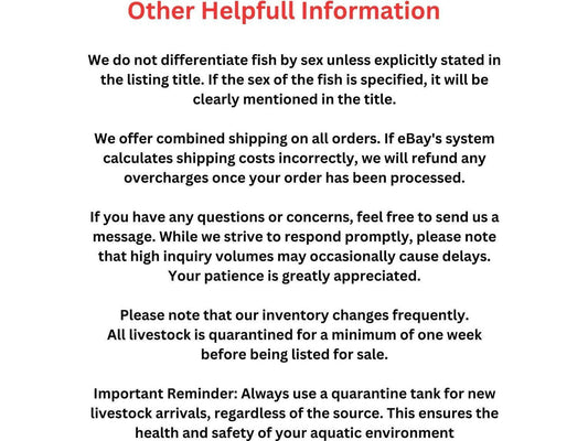 Dragonet - Red Scooter Blenny