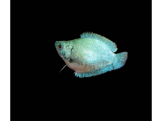 One Female Blue Coral Dwarf Gourami Approx 2" T169