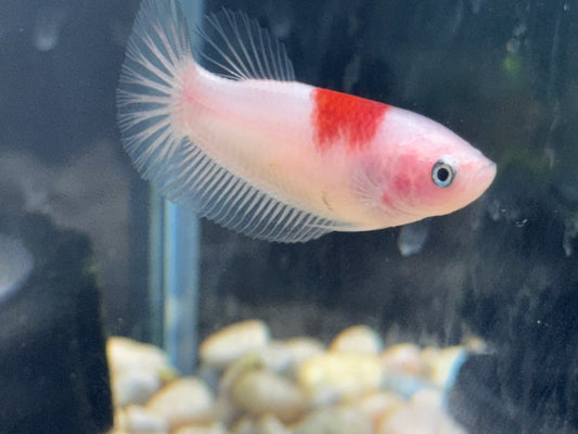 Tancho Koi Male Betta WYSWYG