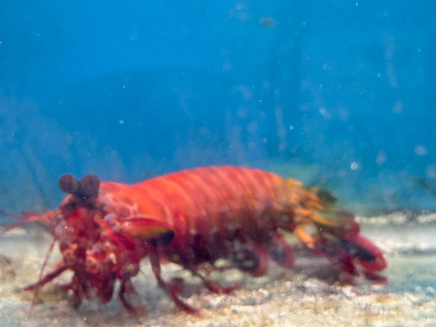 Unique Clown/Peacock Hybrid  Mantis Shrimp - Saltwater Approx 4-5"