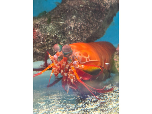 Unique Clown/Peacock Hybrid  Mantis Shrimp - Saltwater Approx 4-5"