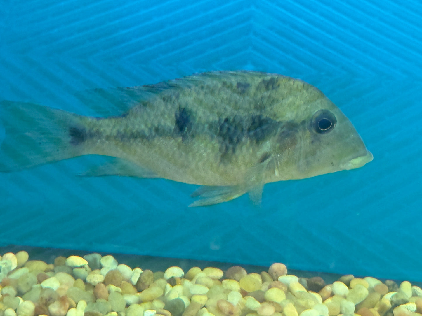 One Geophagus Pellegrini "Yellow Hump Head" Approx 5"