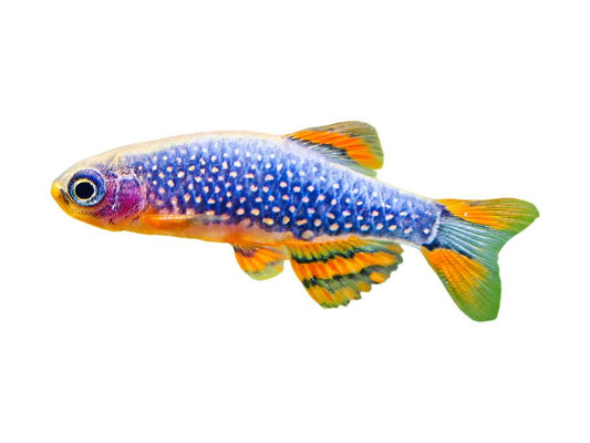 Celestial Pearl Danio's T34 Approx 3/4-1”