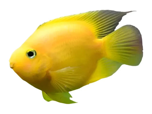 Yellow Parrot Cichlid 2.5" T274