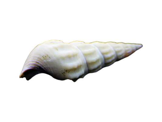 Giant Tower Cap Snail White