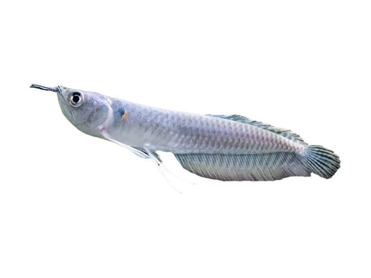 Silver Arowana 6”
