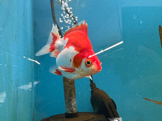 One Ryukin Shortail Goldfish Red/White Approx 4-5"
