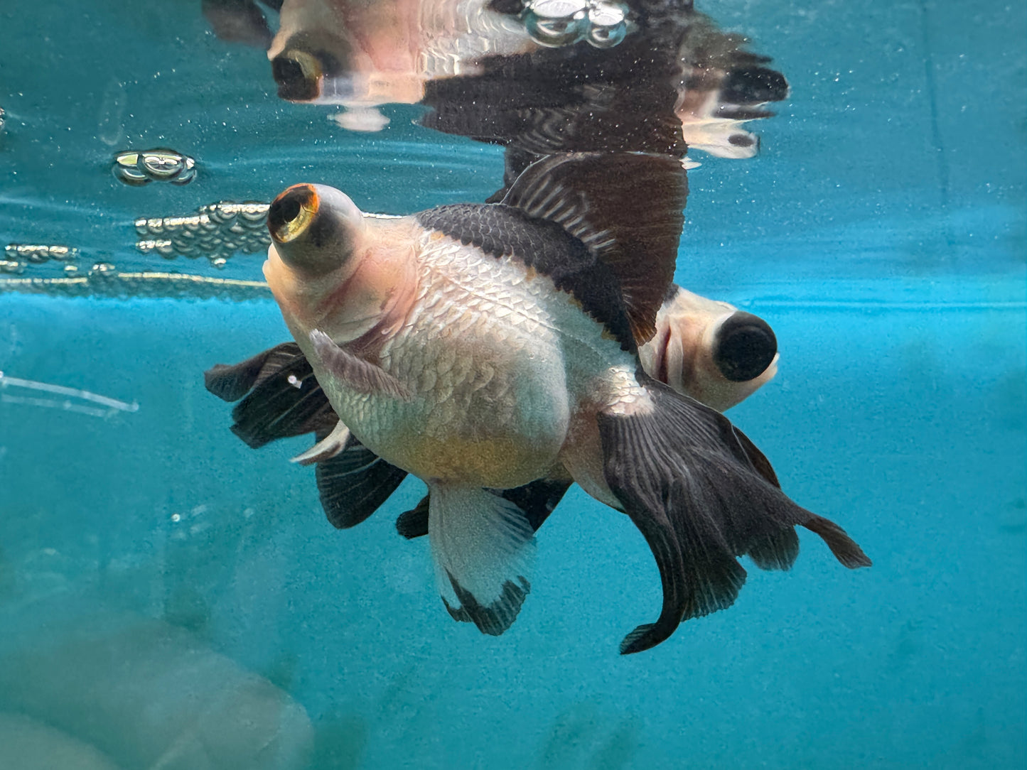 One Butterfly Panda Goldfish Approx: 4-5"