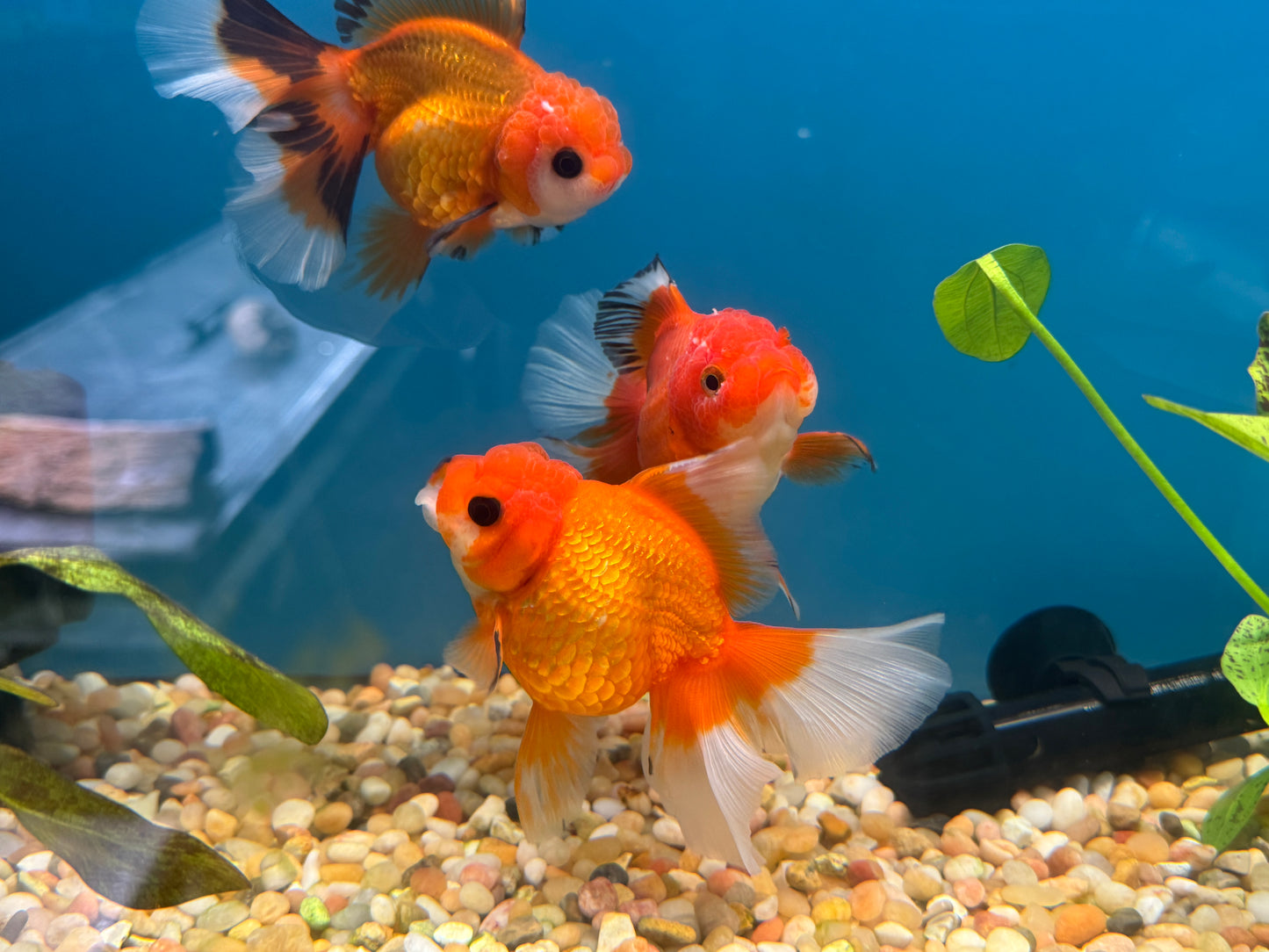 One Oranda Red Pleated Tail Approx 3.5-4"