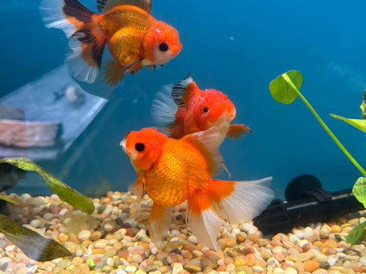 One Oranda Red Pleated Tail Approx 3.5-4"