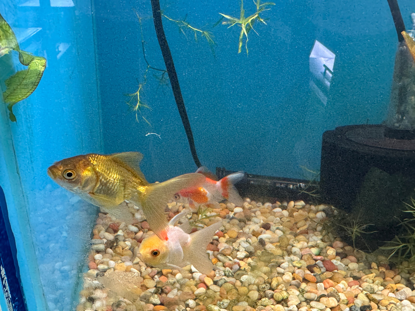 Goldfish Assorted Oranda  Approx 2.5-3.5"