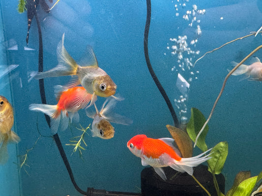 Goldfish Assorted Oranda  Approx 2.5-3.5"