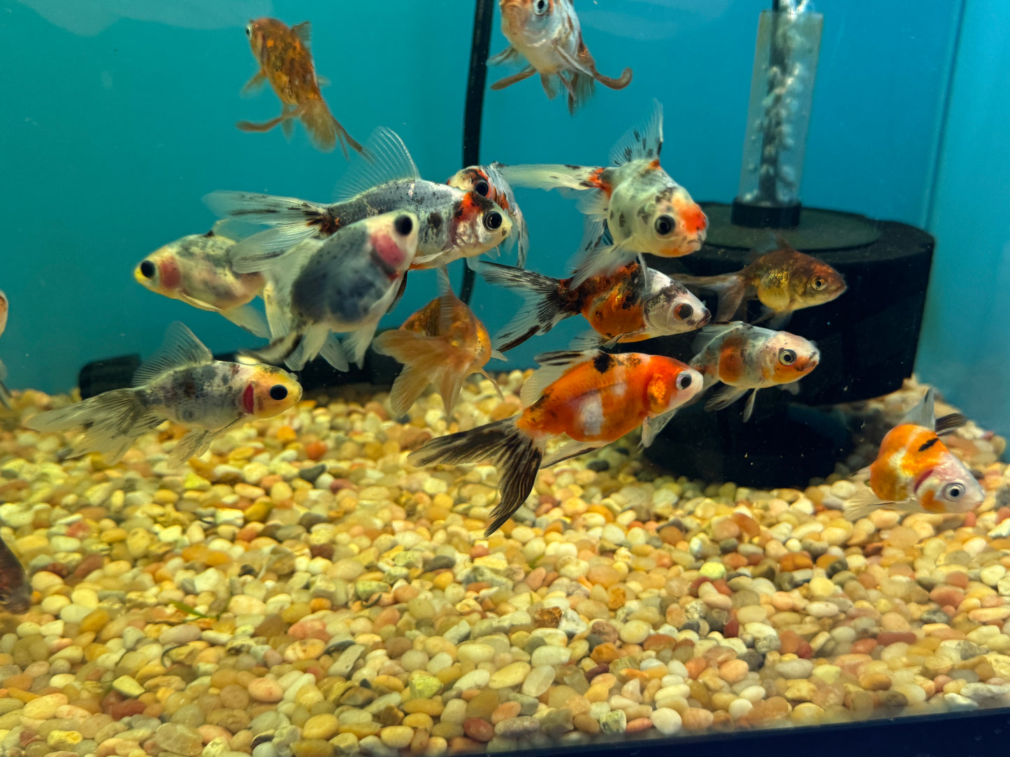 Goldfish Calico Oranda  Approx 2-3"