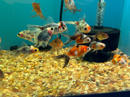 Goldfish Calico Oranda  Approx 2-3"