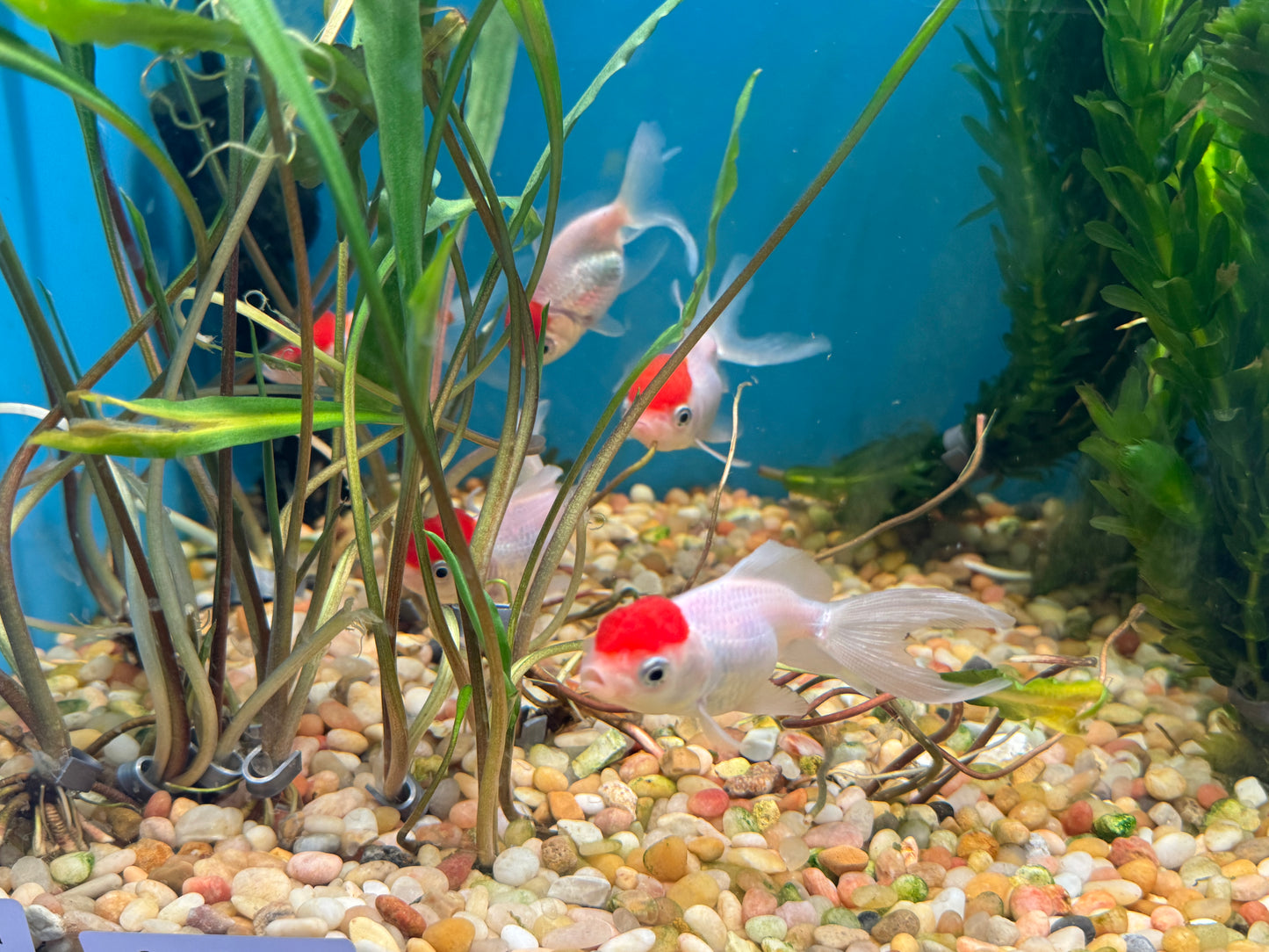 Thai Goldfish Red and White Oranda Approx 2-3"